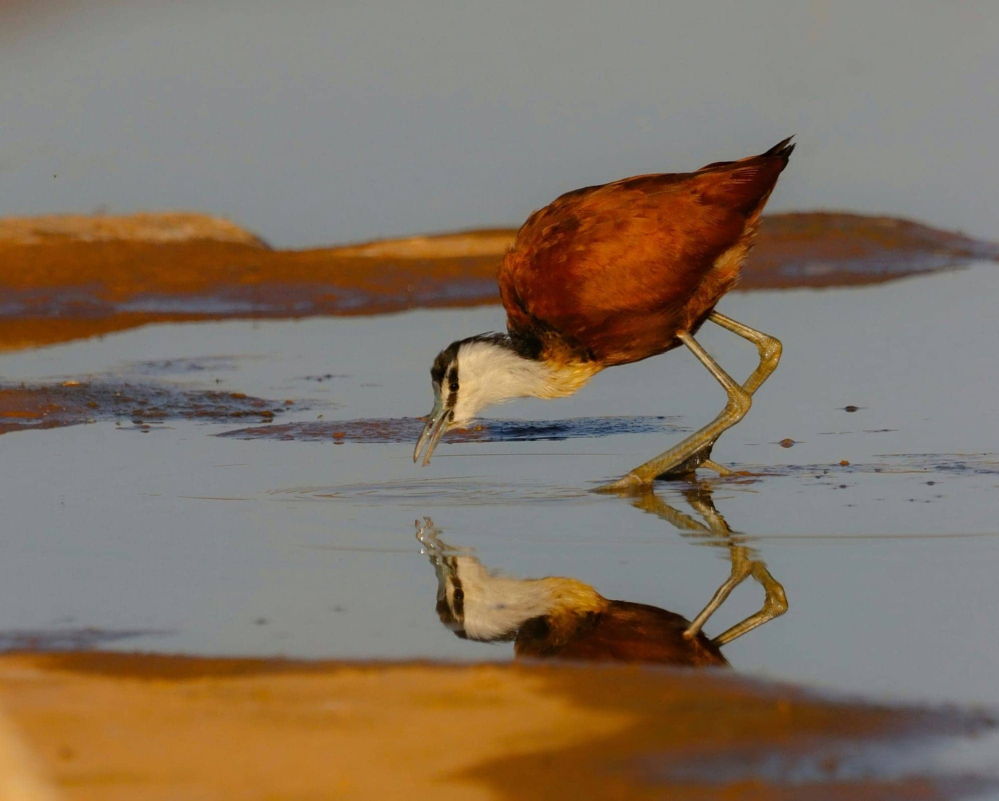 The Mirror Test