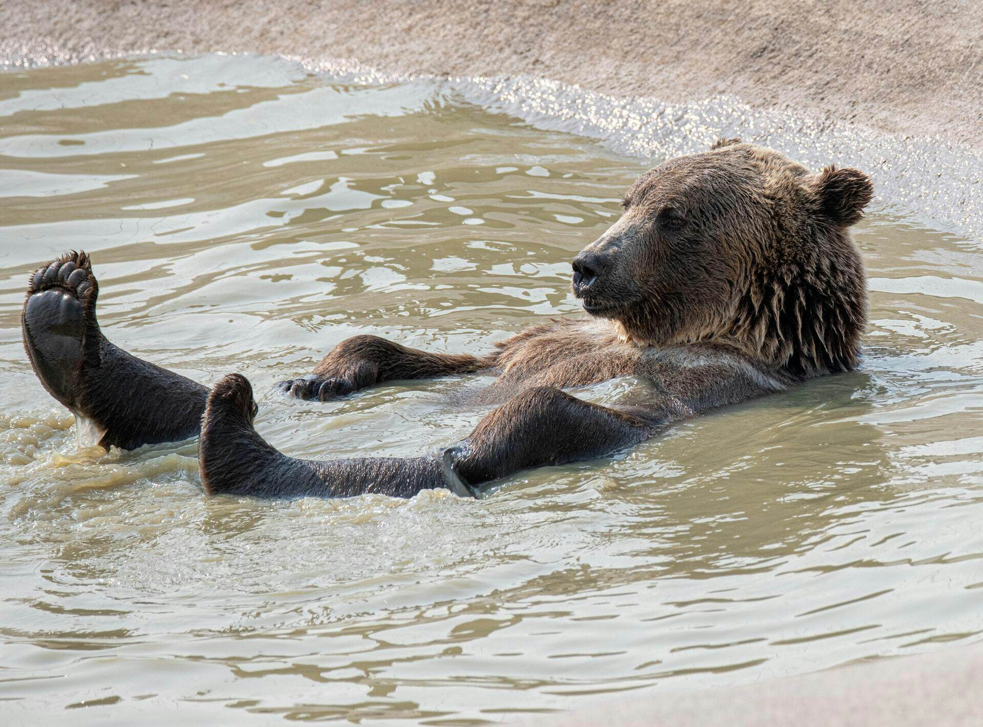 The Summer of Bear Markets, QT, and The Great Rotation