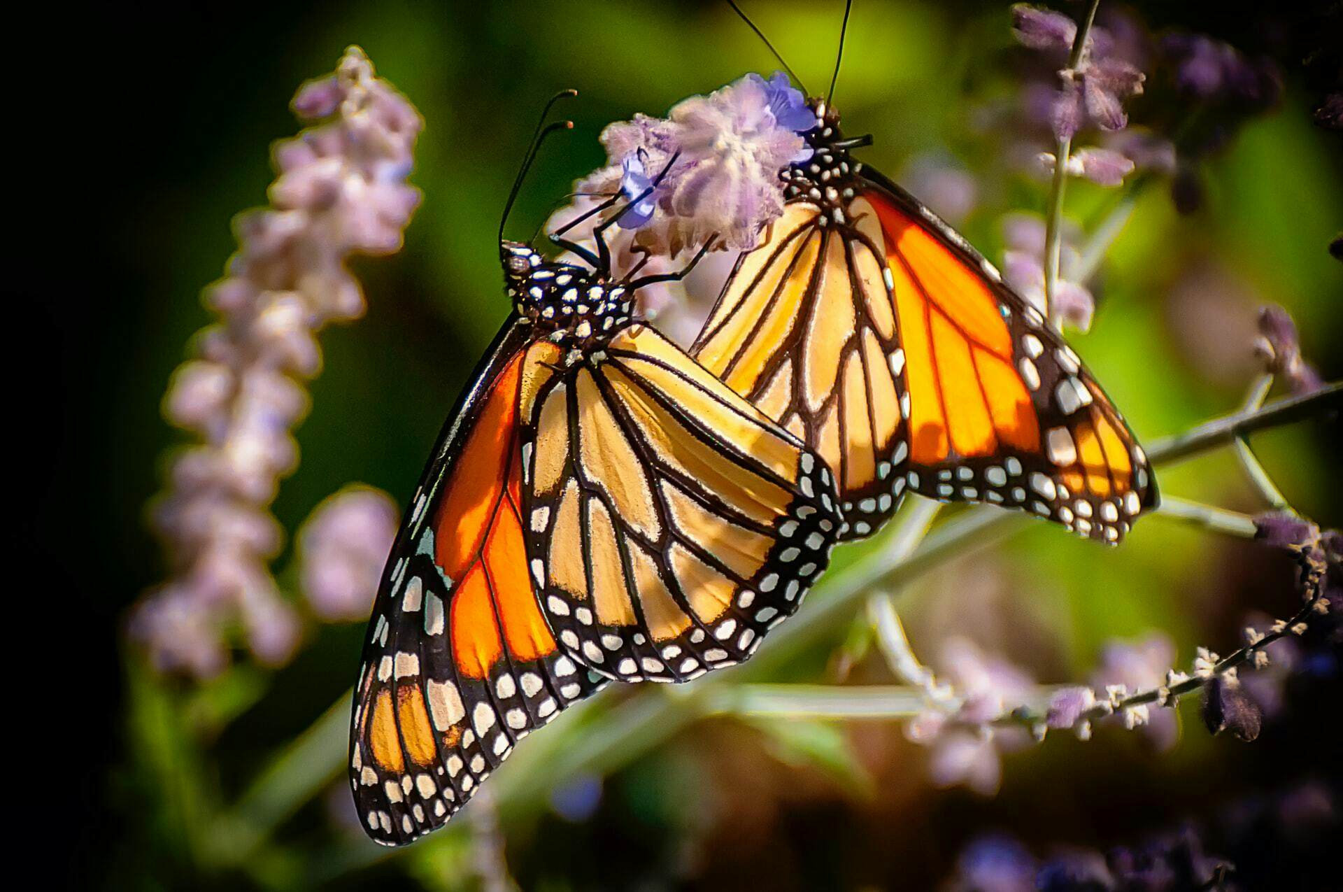 What Butterflies Have to Do With the Recent Market Rally